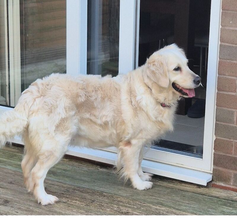 Golden Retriever puppies for sale in Stoke-on-Trent, Staffordshire – KC registered, 1 week old - Image 3 of 9