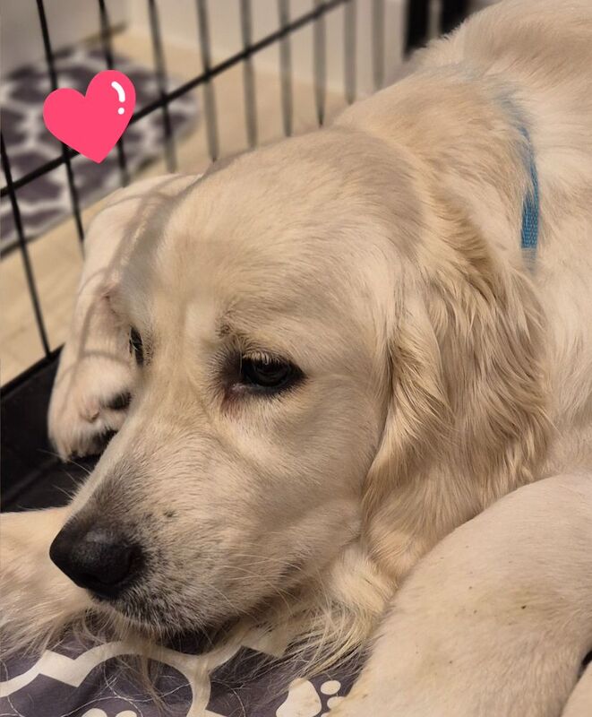 Golden Retriever puppies for sale in Stoke-on-Trent, Staffordshire – KC registered, 1 week old - Image 5 of 9