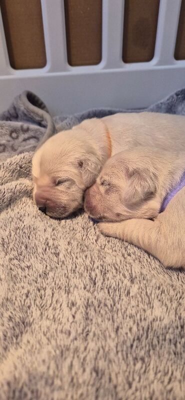 Golden Retriever puppies for sale in Stoke-on-Trent, Staffordshire – KC registered, 1 week old - Image 6 of 9