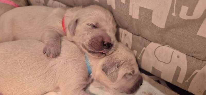 Golden Retriever puppies for sale in Stoke-on-Trent, Staffordshire – KC registered, 1 week old - Image 7 of 9
