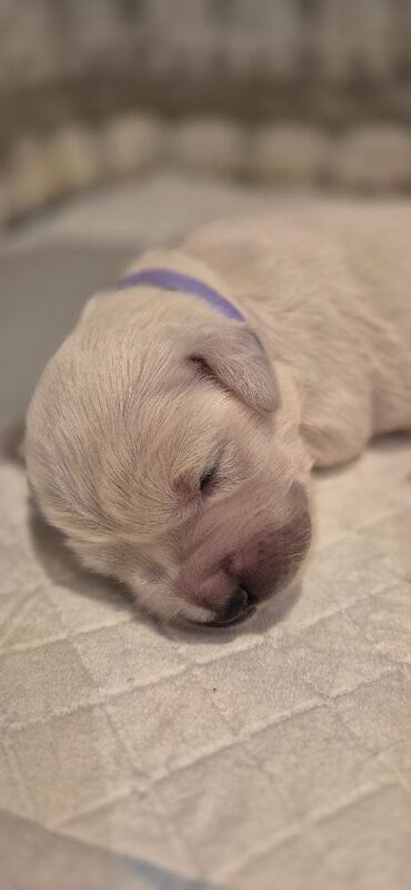 Golden Retriever puppies for sale in Stoke-on-Trent, Staffordshire – KC registered, 1 week old - Image 8 of 9