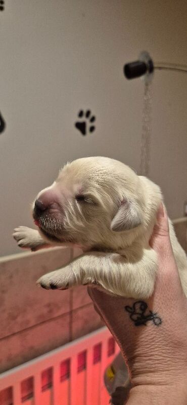 Golden Retriever puppies for sale in Stoke-on-Trent, Staffordshire – KC registered, 1 week old - Image 9 of 9