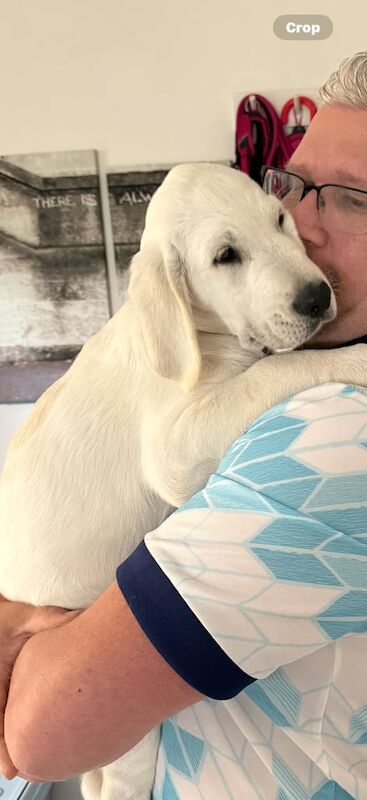 Golden Retriever puppies for sale in Livingston, West Lothian – KC registered, 3 months old - Image 2 of 3