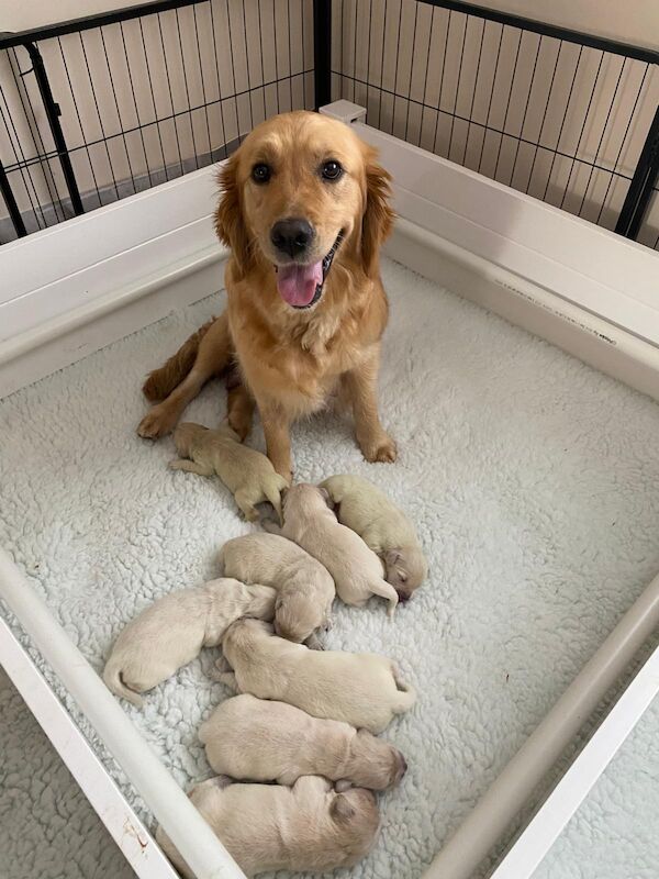 Golden Retriever puppies for sale in Corfe Castle, Dorset – KC registered, 1 year old