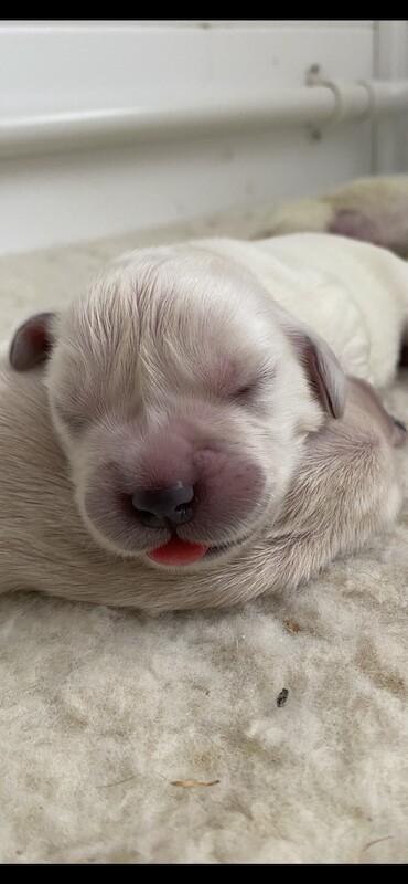 KC registered gorgeous puppies for sale in Corfe Castle, Dorset | Image 3
