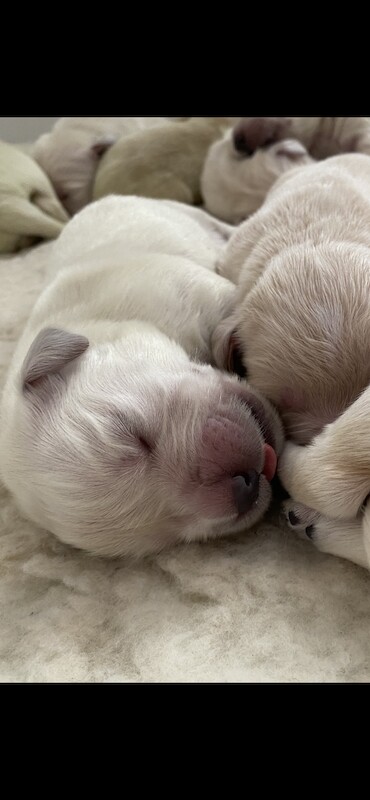 KC registered gorgeous puppies for sale in Corfe Castle, Dorset | Image 4