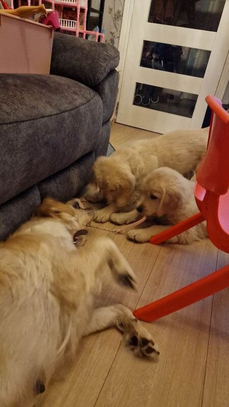 KC registered puppies for sale - Image 2 of 2