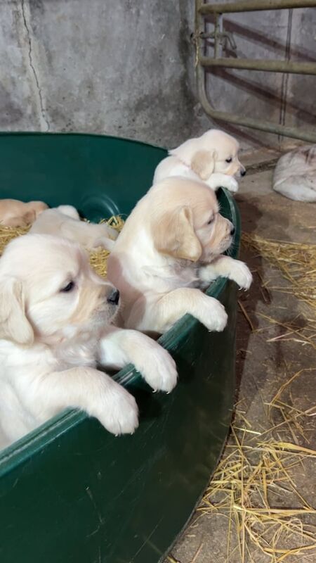 Golden Retriever puppies for sale in Newtownstewart, County Tyrone – KC registered, 5 weeks old