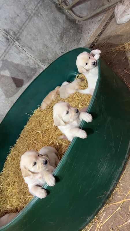Golden Retriever puppies for sale in Newtownstewart, County Tyrone – KC registered, 6 weeks old - Image 2 of 3