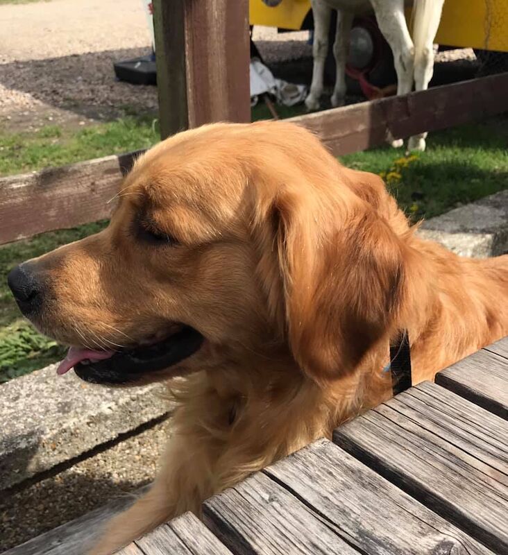 KC Registered - with amazing pedigree & temperament
