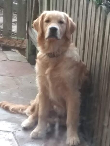 KC Registered - with amazing pedigree & temperament - Image 2 of 3