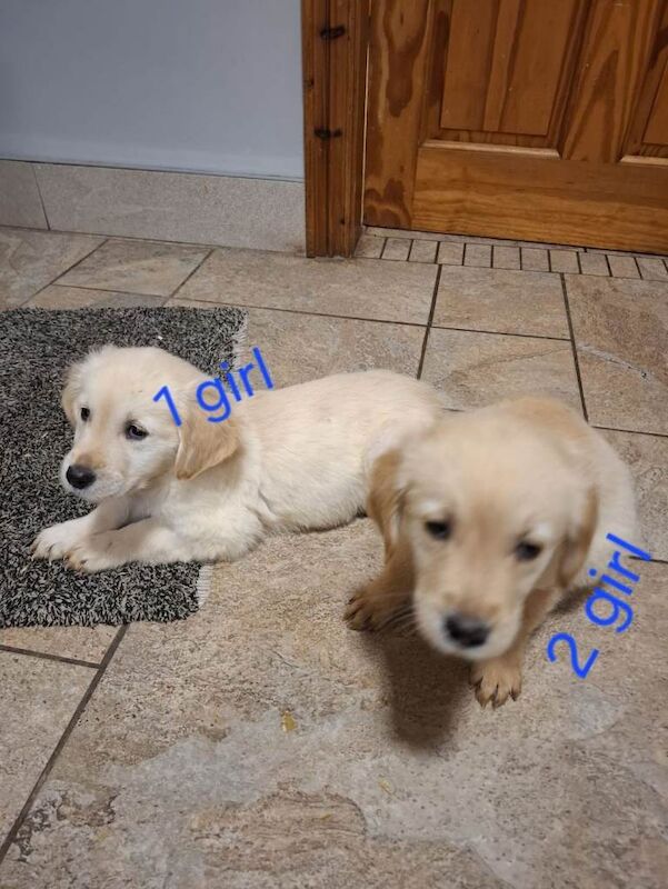 Golden Retriever puppies for sale in Dungannon, County Tyrone – KC registered, 8 weeks old