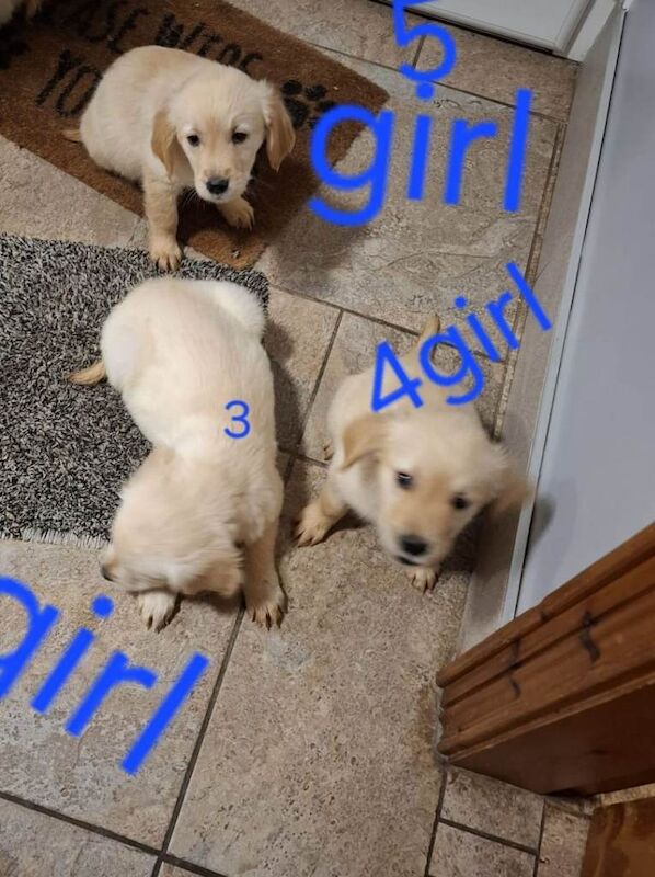 Golden Retriever puppies for sale in Dungannon, County Tyrone – KC registered, 8 weeks old - Image 2 of 4