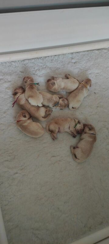 KC Stunning Chunky Show Golden Retriever Puppies