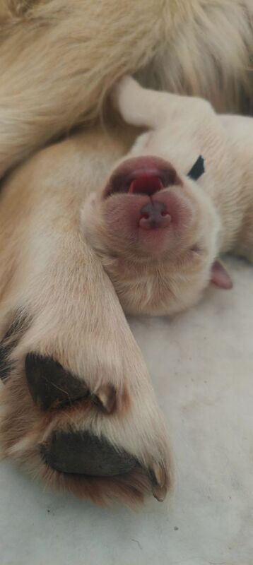 KC Stunning Chunky Show Golden Retriever Puppies - Image 2 of 8