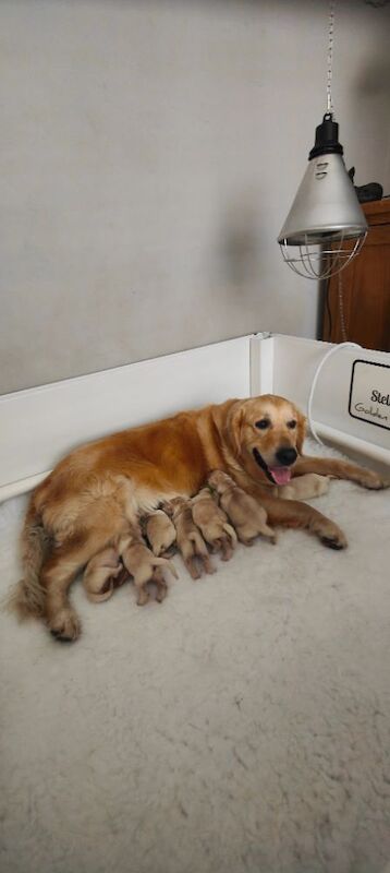 KC Stunning Chunky Show Golden Retriever Puppies - Image 3 of 8
