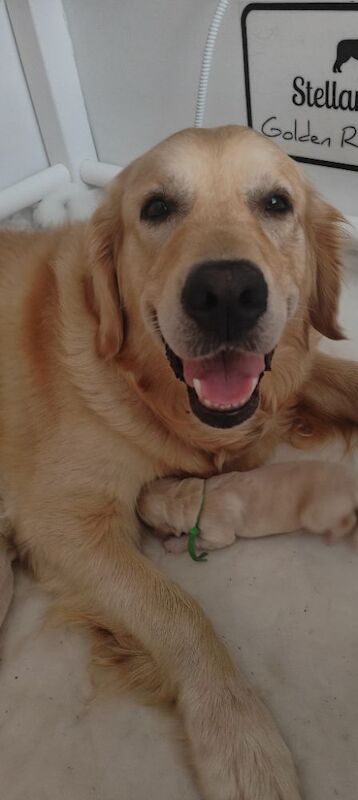 KC Stunning Chunky Show Golden Retriever Puppies - Image 4 of 8