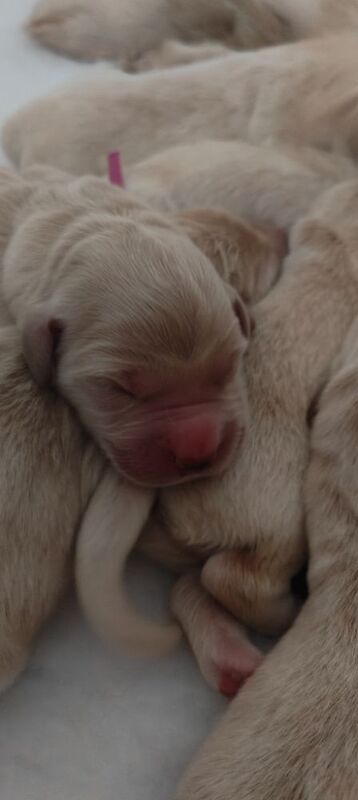 KC Stunning Chunky Show Golden Retriever Puppies - Image 5 of 8