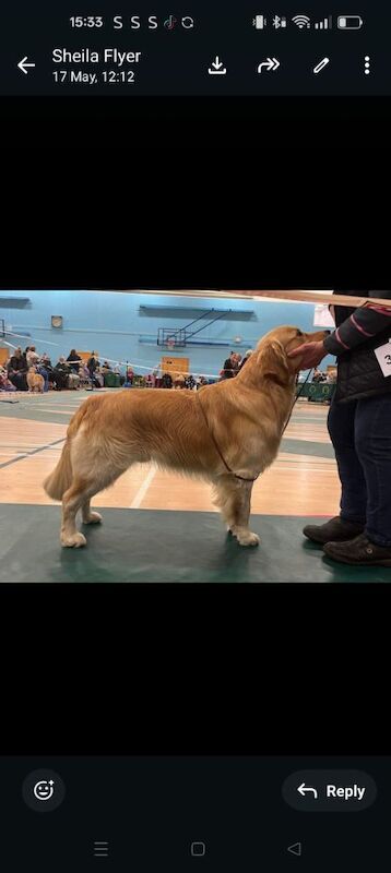 KC Stunning Chunky Show Golden Retriever Puppies - Image 6 of 8