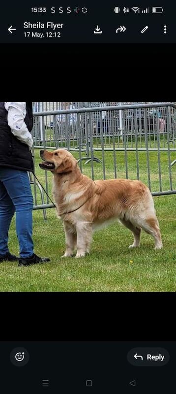 KC Stunning Chunky Show Golden Retriever Puppies - Image 7 of 8