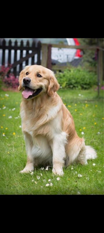 KC Stunning Chunky Show Golden Retriever Puppies - Image 8 of 8