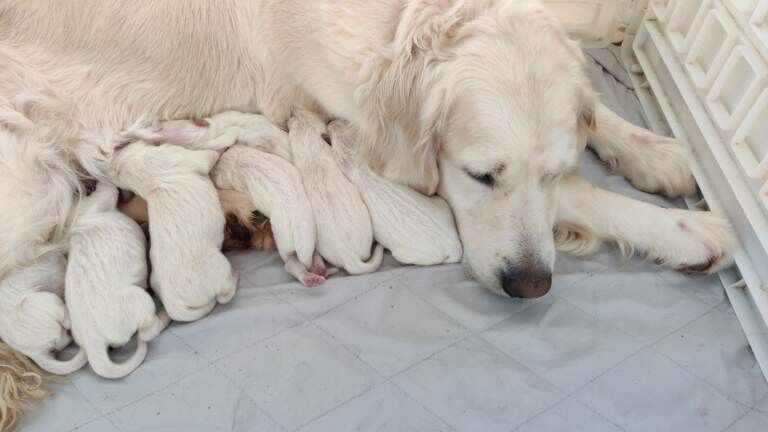 KCReg WHITE Golden Retriever puppies