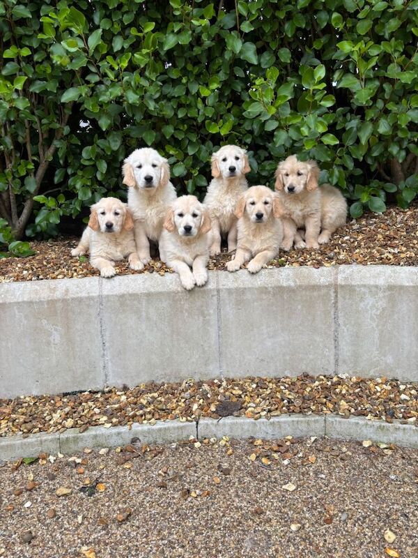 Kennel club golden retriever puppies