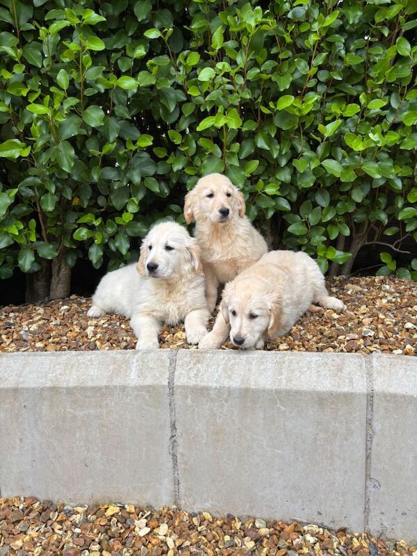 Kennel club golden retriever puppies - Image 2 of 3