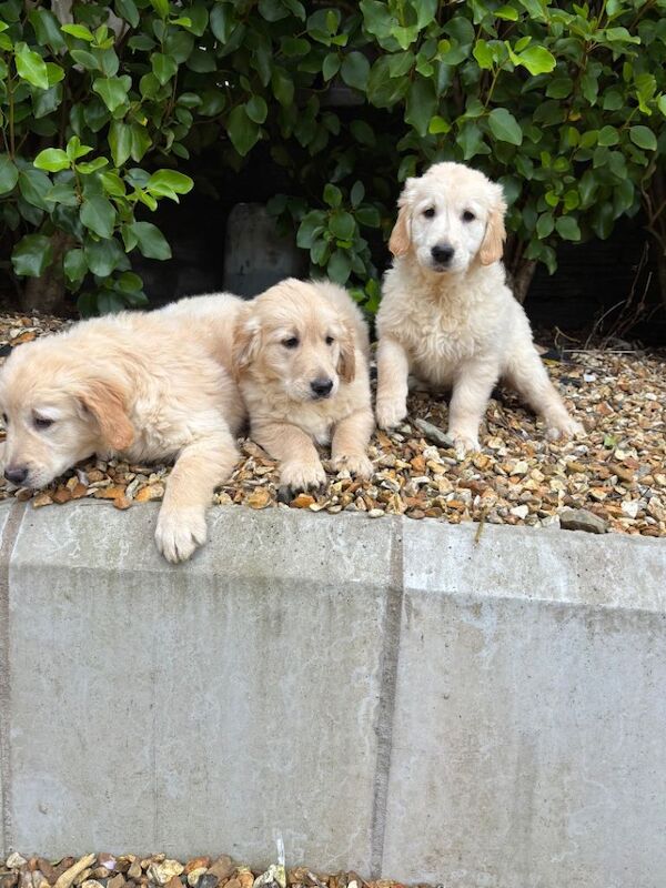 Kennel club golden retriever puppies - Image 3 of 3