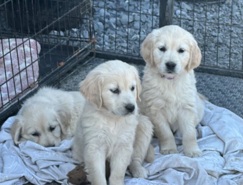 Kennel club golden retriever puppies health tested parents for sale in Llandeilo, Dyfed