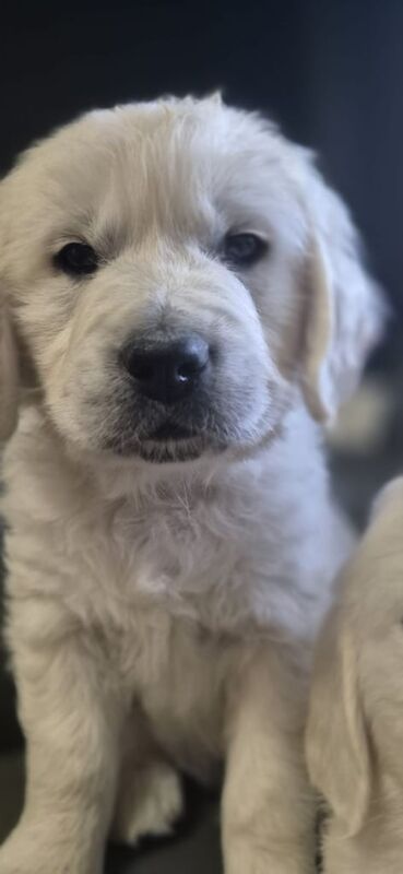 Golden Retriever puppies for sale in Livingston, West Lothian – KC registered, 8 months old - Image 3 of 3