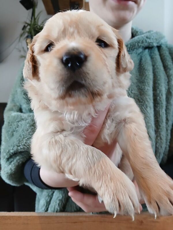 Kennel club registered golden retriever puppies for sale in Dingwall, Ross and Cromarty