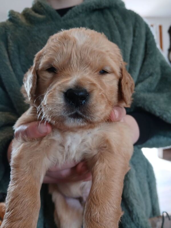 Kennel club registered golden retriever puppies for sale in Dingwall, Ross and Cromarty - Image 2