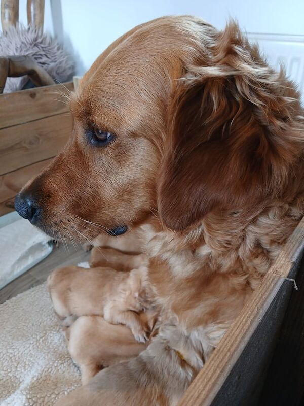 Kennel club registered golden retriever puppies for sale in Dingwall, Ross and Cromarty - Image 3