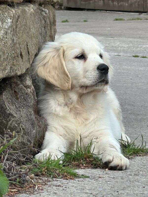 Kennel Club Registered Pedigree Golden Retriever Puppies for Sake for sale in Steeton, West Yorkshire