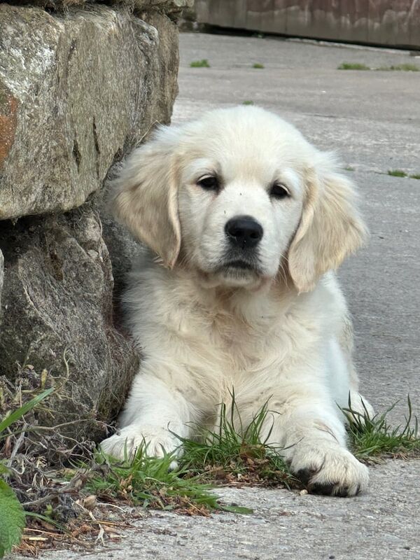 Kennel Club Registered Pedigree Golden Retriever Puppies for Sake for sale in Steeton, West Yorkshire - Image 2