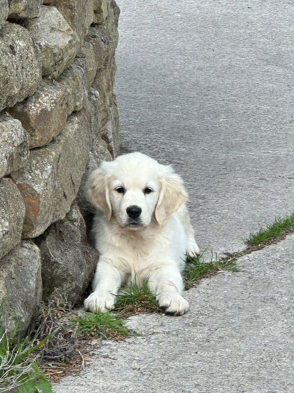 Kennel Club Registered Pedigree Golden Retriever Puppies for Sake for sale in Steeton, West Yorkshire | Image 3