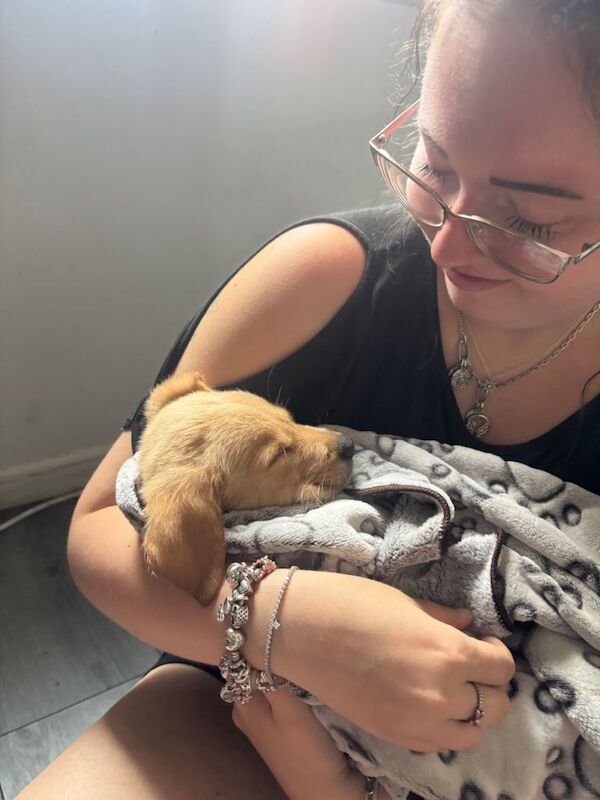 Lab/golden retriever puppy.