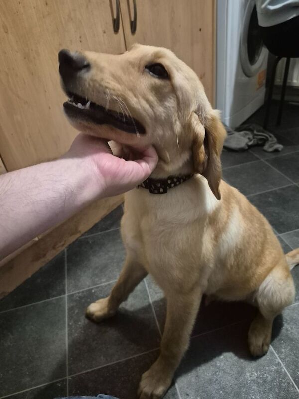 Golden Retriever puppies for sale in Leven, Fife – 1 year old