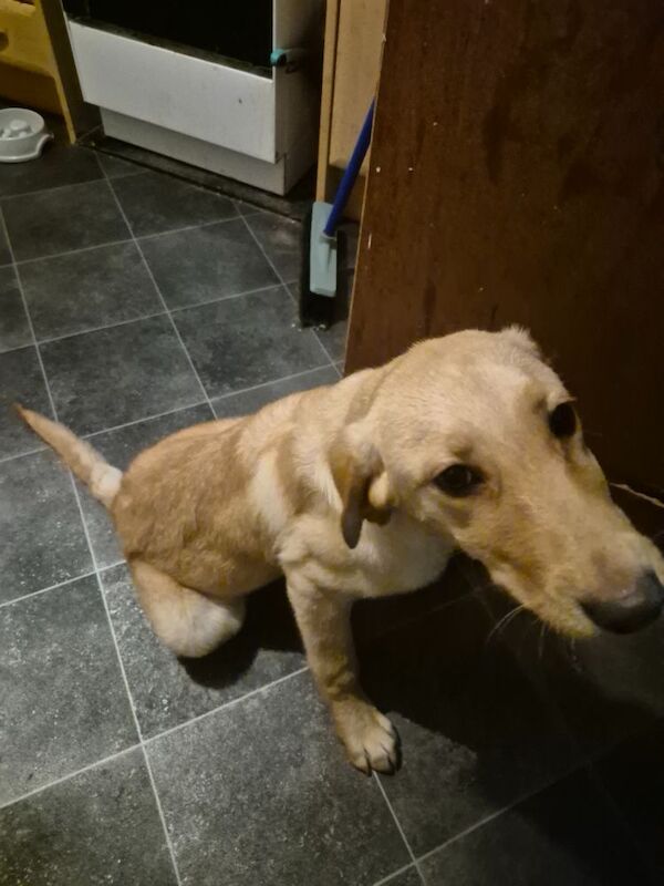 Golden Retriever puppies for sale in Leven, Fife – 12 months old - Image 2 of 3