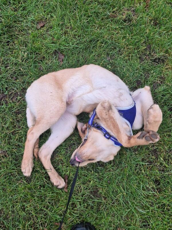 Golden Retriever puppies for sale in Leven, Fife – 12 months old - Image 3 of 3