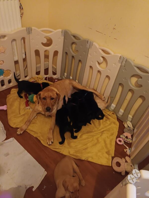 Labrador puppies for sale X 8 - Image 2 of 3
