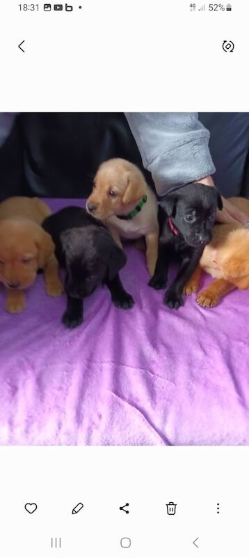 Labrador puppies for sale X 8 - Image 3 of 3