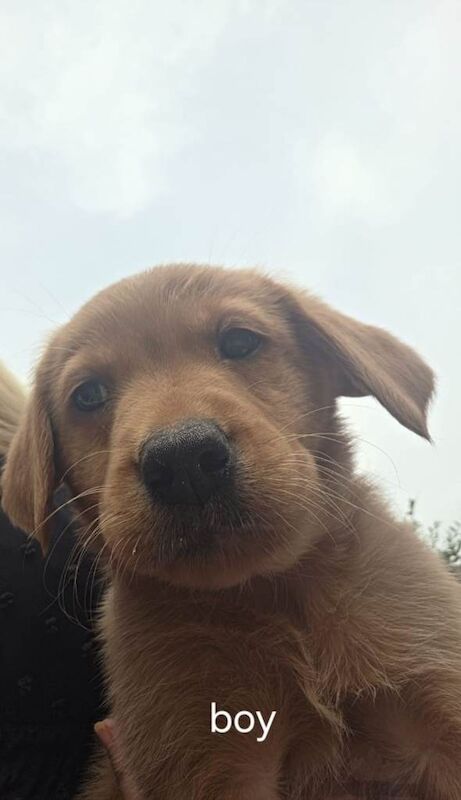 Labrador x Golden Retriever Puppies