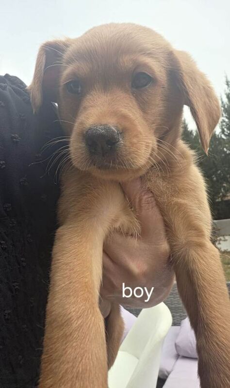 Labrador x Golden Retriever Puppies - Image 2 of 3