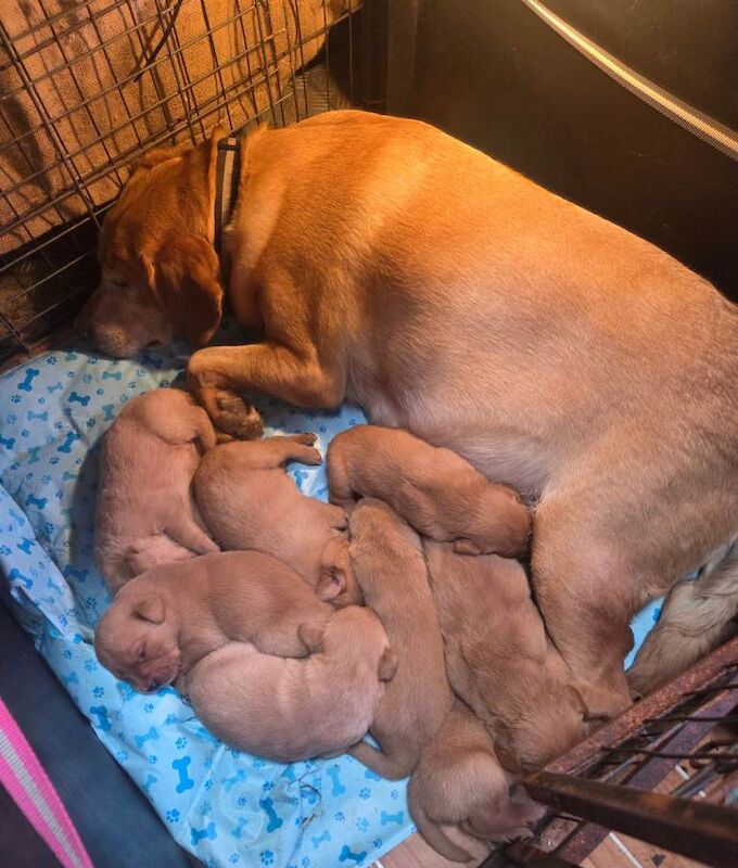 Labrador x Golden Retriever Puppies - Image 3 of 3