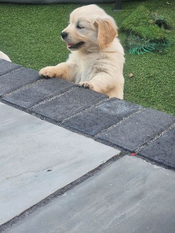 Kennel Club Registered Golden Retriever Puppies For Sale