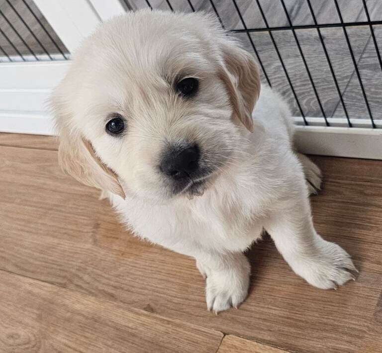 Cream golden retriever puppys - Image 2 of 4