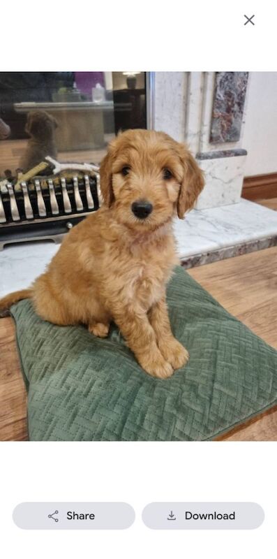 Last fox red girl and 2 boys goldendoodle puppies