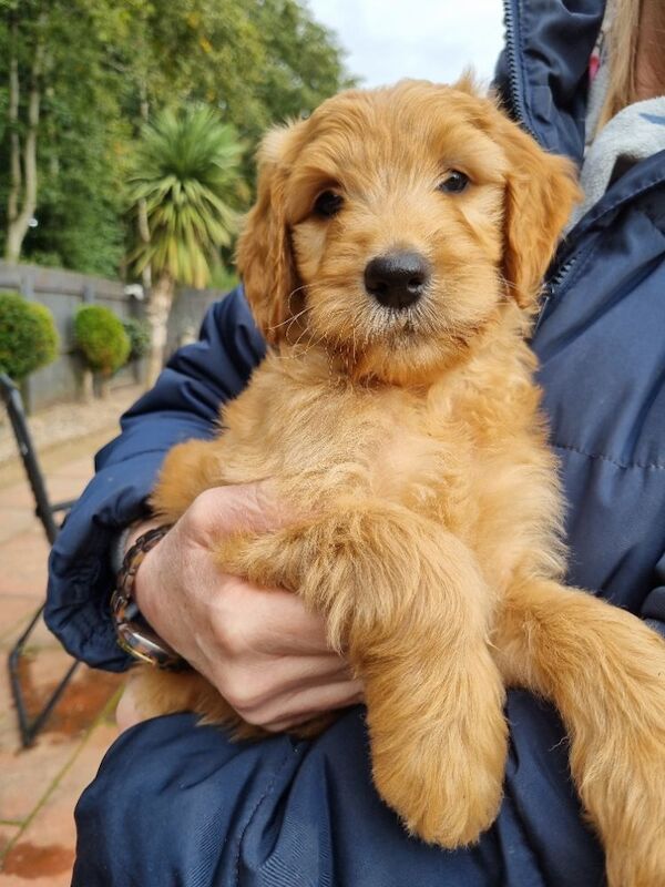 Last fox red girl and 2 boys goldendoodle puppies
